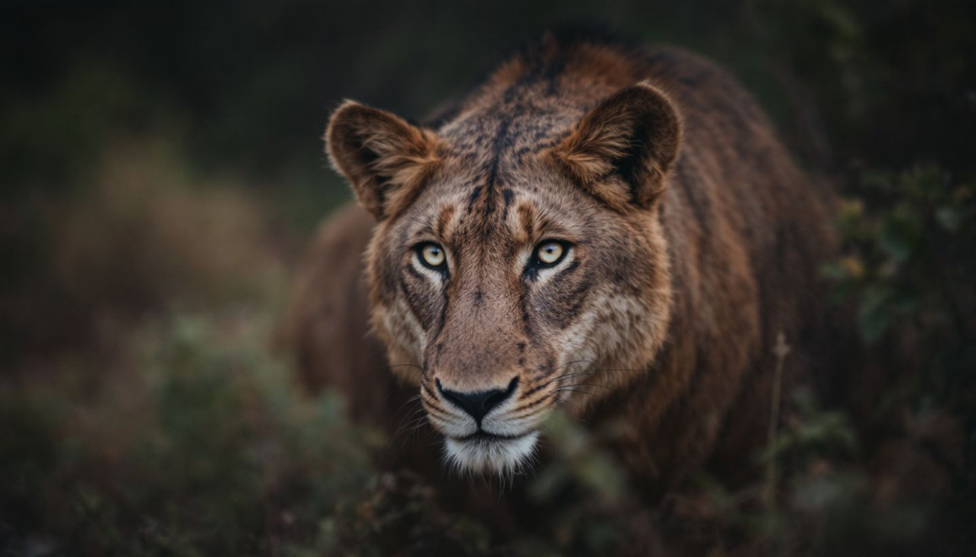 Animal sauvage - L'intelligence insoupçonnée des animaux sauvages